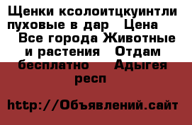 Щенки ксолоитцкуинтли пуховые в дар › Цена ­ 1 - Все города Животные и растения » Отдам бесплатно   . Адыгея респ.